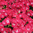 Пеларгонія Королівська Bermuda "Cherry"