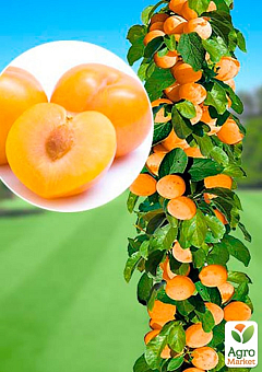 Слива-абрикос колоновидна "Апріум"2