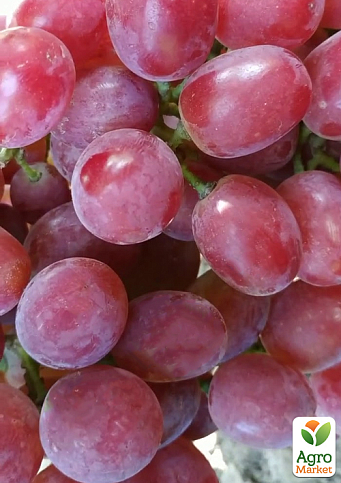 Виноград "Дольче Сонячний" (маса грони 600-1200 гр маса ягоди 12 гр) 1 саджанець в упаковці - фото 2
