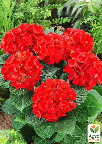 Ексклюзив! Гортензія крупнолиста червона "Червоний оксамит" (Red velvet) (красиво квітучий сорт)