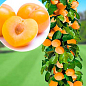 Слива-абрикос колоновидная "Априум"