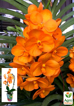 Орхидея (Phalaenopsis) "Cascade Orange"1