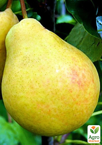 Груша "Бере Киевская" (зимний сорт, поздний срок созревания)