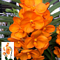 Орхидея (Phalaenopsis) "Cascade Orange"