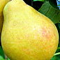 Груша "Бере Киевская" (зимний сорт, поздний срок созревания)