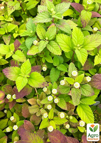 Сладкая трава ацтеков "Lippia dulcus" (подсластитель, лекарственное растение)