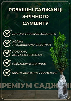 Самшит блискучий темно-зелений "Крістофф" (Kristoff) 3-х річний саджанець4