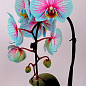 Орхідея (Phalaenopsis) "Cascade Wonder Blue" висота 45-55см