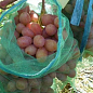 Сітки від ос для винограду "Полундра" 22х35 1 шт