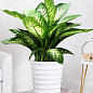 Дифенбахія (Dieffenbachia) "Tropic Snow" висота 40-60см