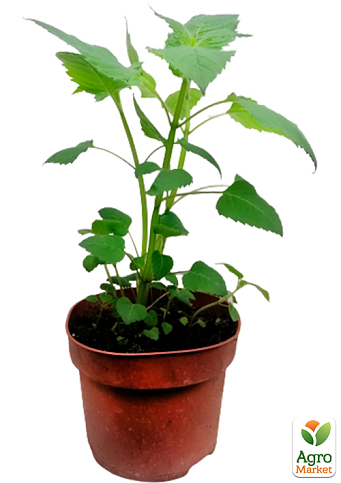 Бергамот (Монарда)  "Pink Lace" - фото 5