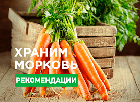 Як правильно зберігати моркву - корисні статті про садівництво від Agro-Market