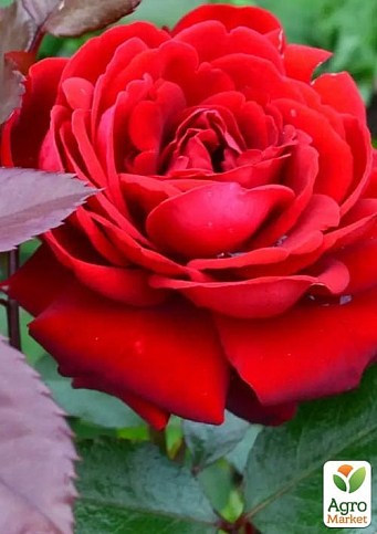 Роза флорибунда "Никколо Паганини" (саженец класса АА+) высший сорт - фото 2