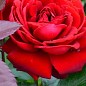 Роза флорибунда "Никколо Паганини" (саженец класса АА+) высший сорт купить