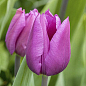 Тюльпан "Blue Beauty" 
