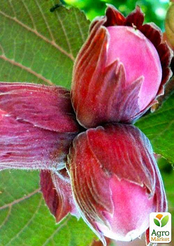 Фундук "Ламберта" (краснолистный, средний срок созревания, перекрёстное опыление, садить по 2 шт)  - фото 4