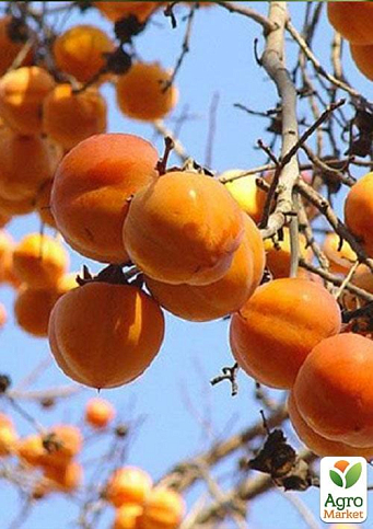 Хурма на виргинском морозостойком подвое "Шарон" высший сорт! - фото 9