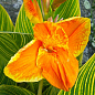 Канна Пестролистная"Gold Ader" 