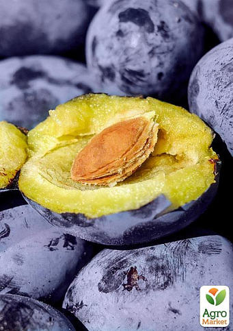 Слива "Джойо" (осенний сорт, поздний срок созревания) - фото 5