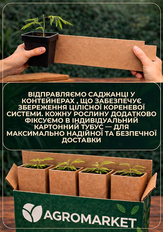 Ітея віргінська "Love Child", Р9 - фото 3