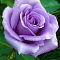 Роза плетистая "Блю Мун" (саженец класса АА+) высший сорт