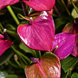 Антуріум (Anthurium) "Baby Purple" цена
