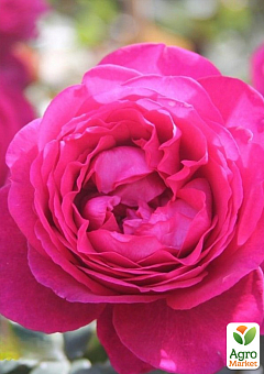Роза чайно-гибридная "Goethe Rose" в контейнере, высший сорт18