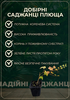 Плющ пестролистный "Goldchild" контейнер Р910