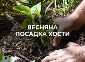 Як доглядати за хостами навесні: поради від Agro-market