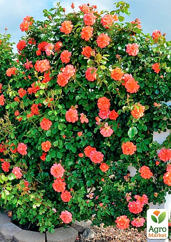 Троянда плетиста "Оранж Даун" (саджанець класу АА+) вищий сорт  - фото 4