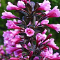 Вейгела "Nana Purpurea" (Краснолиста)