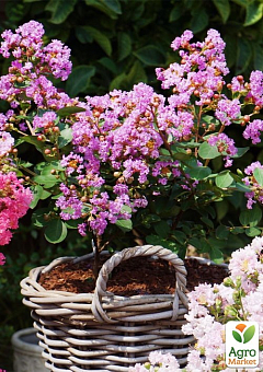 Лагерстремия индийская сирень "With Love Eternal" (Lagerstroemia indica With Love Eternal)9