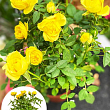 Роза Миниатюрная (комнатная) "Baby Golden Star" (Нидерланды)