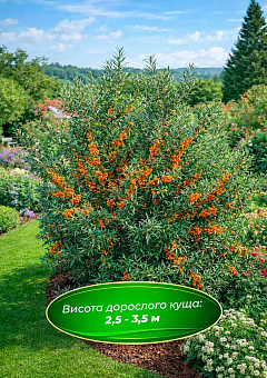 Эксклюзив! Облепиха "Августина"(женская) (ранний срок созревания, высокоурожайный и крупноплодный сорт) 16