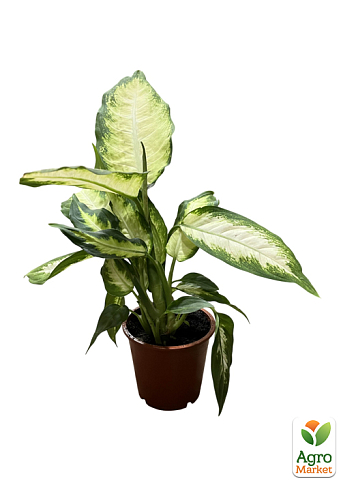 Диффенбахия (Dieffenbachia) "Camilla" высота 30-50см - фото 7