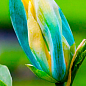 Магнолия привитая 4-х летняя гибридная "Blue Opal" (высота 50-70см) цена