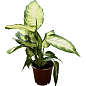 Диффенбахия (Dieffenbachia) "Camilla" высота 30-50см