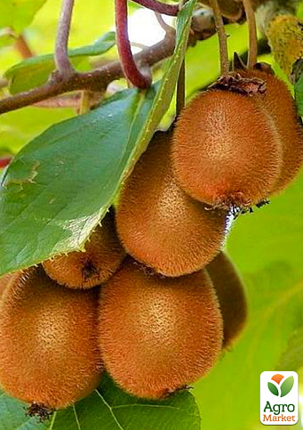 Эксклюзив! Киви самоопыляющийся коричневый с мякотью зеленого цвета "Блаженство" (Bliss) (премиальный, морозостойкий сорт)