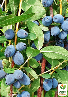Жимолость "Серце гіганта" (Канадська селекція, середньоранній, великоплідний сорт) 17