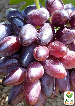 Виноград "Казанова" (сверхранний, сладкий, вес грозди до 2000 г)2
