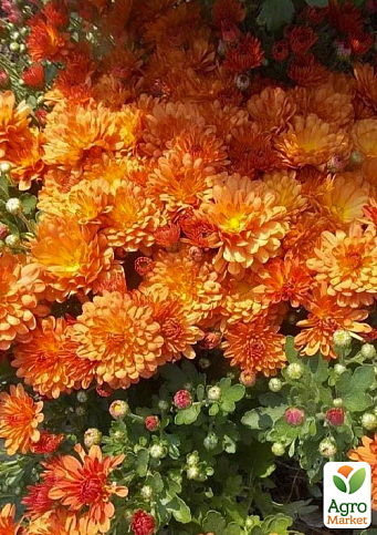 Хризантема Садова "Fonti Orange" (горщик ф12 висота 20-30см) - фото 3