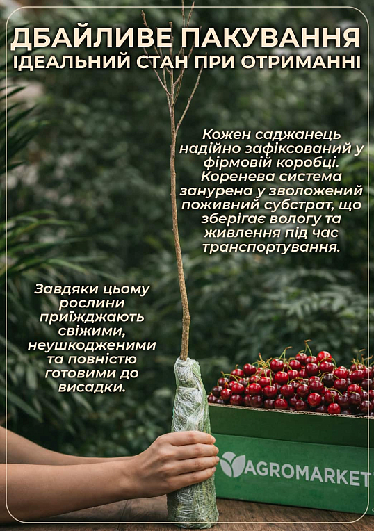 Эксклюзив! Черевишня ярко-рубиновая "Серьги Патриции" (Patricia Earrings) (премиальный гибридный сорт, крупные ягоды)