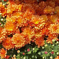 Хризантема Садовая "Fonti Orange" (горшок ф12 высота 20-30см) цена