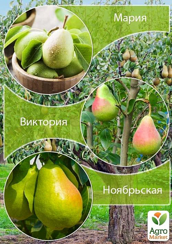 Дерево-сад Груша "Мария+Виктория+Ноябрьская " 