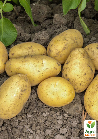 Картопля "Джолін" насіннєва середньостигла (1 репродукція) 1кг - фото 4