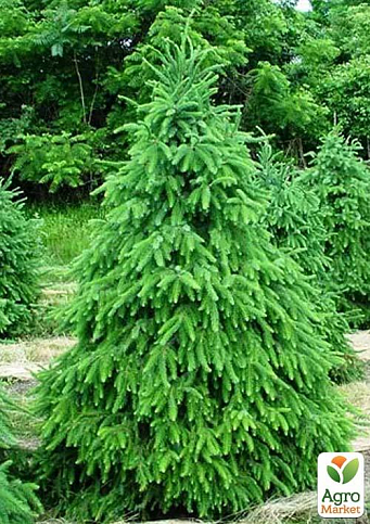 Ель 4-х летняя сербская колоновидная (Picea omorika) С3, высота 50-60см - фото 2