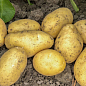 Картопля "Джолін" насіннєва середньостигла (1 репродукція) 1кг