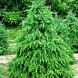 Ель 4-х летняя сербская колоновидная (Picea omorika) С3, высота 50-60см купить