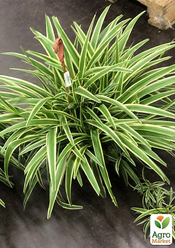 Хлорофітум кімнатний "Variegatum" 35-45см - фото 6