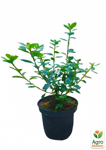 Азалия японская "Блю Дануб" (Azalea japonica "Blue Danube") C2 высота 20-50см - фото 2